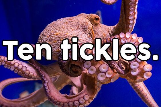 22 Chistes de Pulpo Divertidos 24 chistes tan malos que en realidad son divertidos |