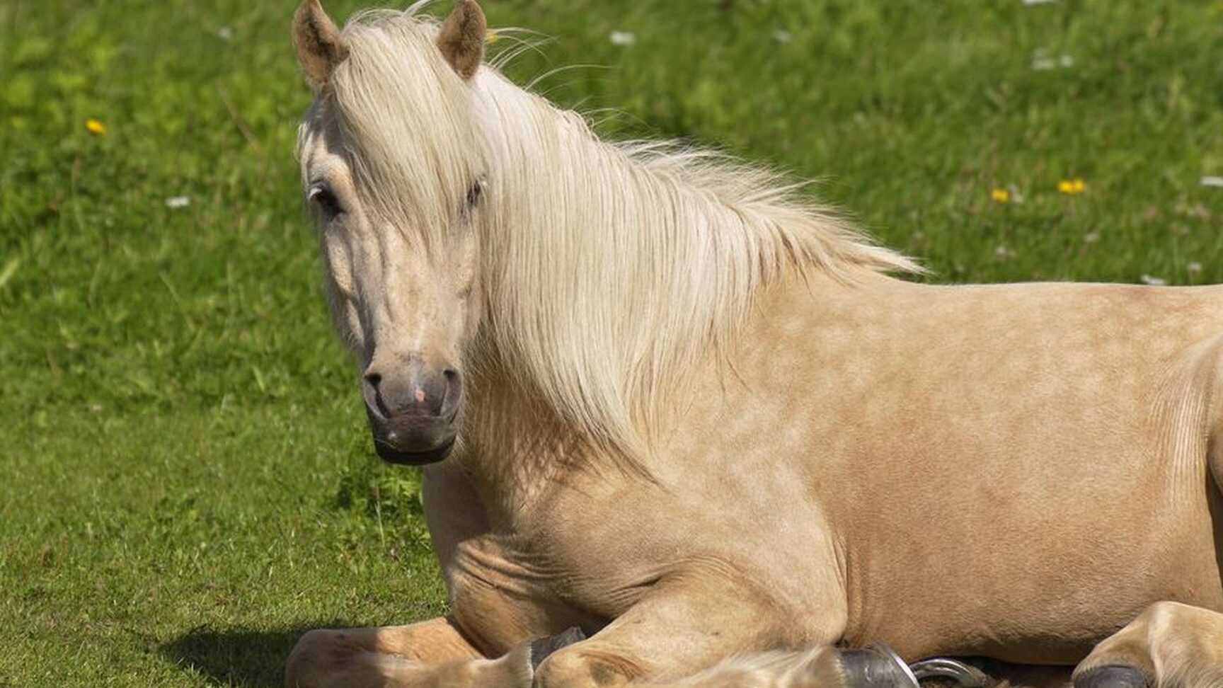 Quiz: ¿Qué caballo eres? ¿Qué tipo de caballo deberías tener?